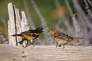 Baltimore Orioles (Icterus galbula) male feeding fledgling on fence near flower garden, Marion Co Baltimore Orioles (Icterus galbula) male feeding fledgling on fence near flower garden, Marion Co