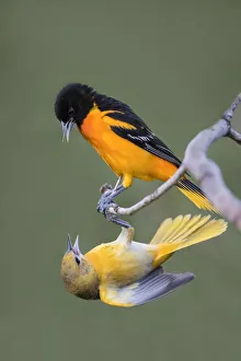 Baltimore Orioles (Icterus galbula) adults fighting Baltimore Orioles (Icterus galbula) adults fighting