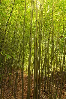 Bamboo Forest near Waikamoi Ridge Trail, North Maui, Hawaii, USA Bamboo Forest near Waikamoi Ridge Trail, North Maui, Hawaii, USA