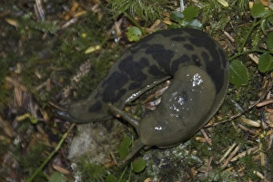 Banana Slug (Ariolimax columbianus) Shares Keith Island Campsite, Broken Island Group Banana Slug (Ariolimax columbianus) Shares Keith Island Campsite, Broken Island Group