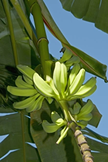 Bananas, Antigua, West Indies, Caribbean, Central America Bananas, Antigua, West Indies, Caribbean, Central America