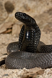 Banded Spitting Cobra Naja nigricollis Native to South Africa Banded Spitting Cobra Naja nigricollis Native to South Africa