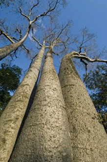 Baobab Trees (Adansonia sp.) Ampijoroa-Ankarafantsika NP, MADAGASCAR Baobab Trees (Adansonia sp.) Ampijoroa-Ankarafantsika NP, MADAGASCAR