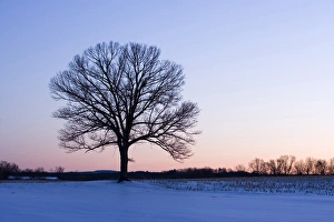 The bare branches of a maple tree in winter silhouetted against a dawn sky on a farm in The bare branches of a maple tree in winter silhouetted against a dawn sky on a farm in