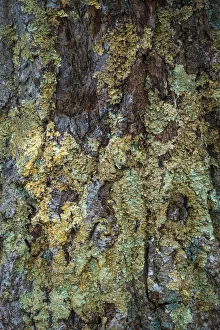 Bark with moss, Shenandoah, Blue Ridge Parkway, Smoky Mountains, USA Bark with moss, Shenandoah, Blue Ridge Parkway, Smoky Mountains, USA
