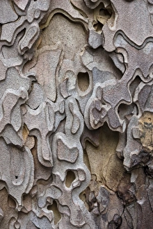 Bark of a Ponderosa Pine tree (Pinus ponderosa) Yosemite Valley - Yosemite National Park Bark of a Ponderosa Pine tree (Pinus ponderosa) Yosemite Valley - Yosemite National Park