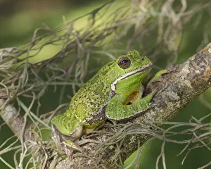 Barking tree frog on branch, Hyla gratiosa, Florida Barking tree frog on branch, Hyla gratiosa, Florida