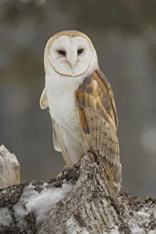 Barn owl, Tyto alba, controlled situation, Montana Barn owl, Tyto alba, controlled situation, Montana