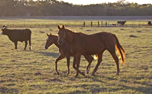 bay-colored riding horses on ranch near Gonzales, Texas bay-colored riding horses on ranch near Gonzales, Texas