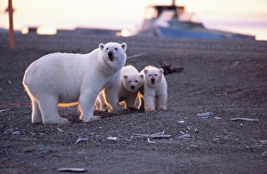 BE-1488 Polar Bear (Ursus maritimus) sow and two cubs have fed on recently harvested Bowhead Whale BE-1488 Polar Bear (Ursus maritimus) sow and two cubs have fed on recently harvested Bowhead Whale