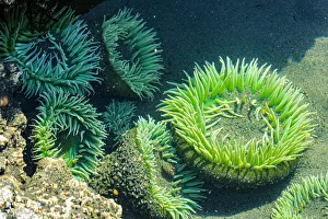 Beach 4, Kalaloch Lodge Olympic National Park, Washington State, USA. Sea anemones Beach 4, Kalaloch Lodge Olympic National Park, Washington State, USA. Sea anemones