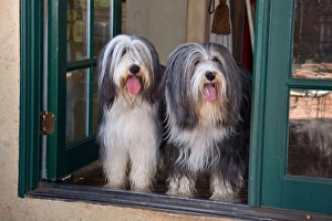 Two Bearded Collies sitting in a doorway looking out Two Bearded Collies sitting in a doorway looking out