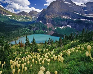 Glacier National Park Landscape Prints: Beargrass above
