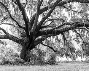 Beautiful Southern Live Oak tree, Quercus virginiana, Central Florida Beautiful Southern Live Oak tree, Quercus virginiana, Central Florida