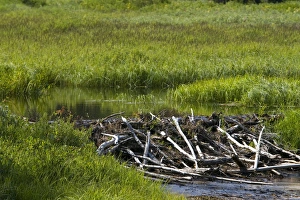 Beaver Dam built in a stream in the Boise National Forest, Idaho, USA Beaver Dam built in a stream in the Boise National Forest, Idaho, USA