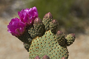 Beavertail Cactus in flower (Opuntia basilaris var. whitneyana), found only in Alabama Hills Beavertail Cactus in flower (Opuntia basilaris var. whitneyana), found only in Alabama Hills
