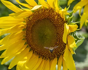 Bee heading toward large sunflower to load up with pollen Bee heading toward large sunflower to load up with pollen