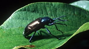 South America Insects Prints: Beetle, Argentina
