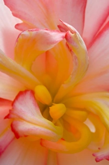 Pink Flower Close Up Prints: Begonia close-up pattern