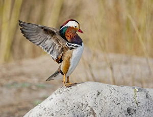 Beijing, China; Male Mandarin Duck flapping and drying wings on a rock Beijing, China; Male Mandarin Duck flapping and drying wings on a rock