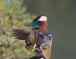 Beijing China, Male Mandarin Duck flapping wings Beijing China, Male Mandarin Duck flapping wings