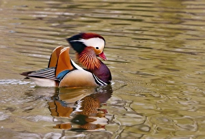 Beijing, China, Male mandarin duck swimming in pond Beijing, China, Male mandarin duck swimming in pond