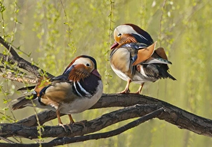 Beijing, China, Two Male Mandarin duck in a tree in the spring Beijing, China, Two Male Mandarin duck in a tree in the spring