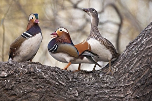 Beijing, China, Two males vying for a female Mandarin duck during breeding season Beijing, China, Two males vying for a female Mandarin duck during breeding season