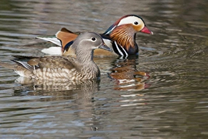 Beijing, China, Mating pair of Mandarin ducks on lake Beijing, China, Mating pair of Mandarin ducks on lake