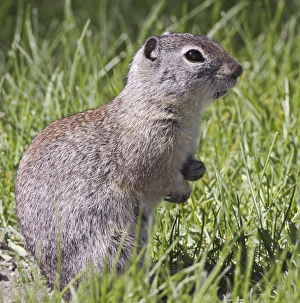 A Beldings ground squirrel on alert at Malheur National Wildlife Refuge, Oregon A Beldings ground squirrel on alert at Malheur National Wildlife Refuge, Oregon
