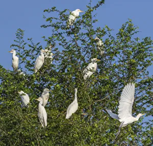 Belize, Crooked Tree Wildlife Sanctuary, Cattle Egrets (Bubulcus ibis) Belize, Crooked Tree Wildlife Sanctuary, Cattle Egrets (Bubulcus ibis)