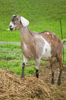 Bellevue, Washington State, USA. Nubian goat with a full udder, standing in a fenced Bellevue, Washington State, USA. Nubian goat with a full udder, standing in a fenced
