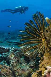 Bennetts Feather Star (Oxycomanthus bennetti), Rainbow Reef, Fiji. South Pacific Bennetts Feather Star (Oxycomanthus bennetti), Rainbow Reef, Fiji. South Pacific