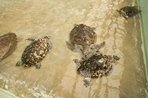 Bequia, St. Vincent & The Grenadines. Old Hegg Turtle Sanctuary Bequia, St. Vincent & The Grenadines. Old Hegg Turtle Sanctuary