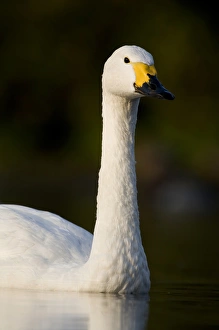 Bewicks Swan (Cygnus columbianus) portrait. UK Bewicks Swan (Cygnus columbianus) portrait. UK