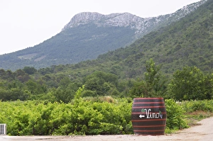 Big barrel standing in the vineyard with writing painted in white saying Vino, grape bunch Big barrel standing in the vineyard with writing painted in white saying Vino, grape bunch