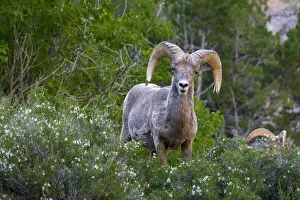 Big horn ram portrait in wildflowers, Dinosaur National Monument, Utah, USA Big horn ram portrait in wildflowers, Dinosaur National Monument, Utah, USA