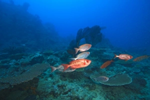 Bigeye Fish near Beqa Island off Southern Viti Levu, Fiji, South Pacific Bigeye Fish near Beqa Island off Southern Viti Levu, Fiji, South Pacific
