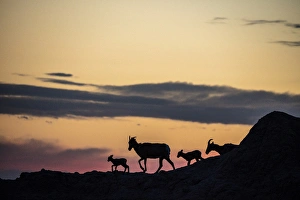 Bighorn ewes with lambs silhoutted against sunset sky in Badlands National Park, South Dakota Bighorn ewes with lambs silhoutted against sunset sky in Badlands National Park, South Dakota