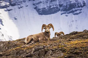 Bighorn rams on Wilcox Ridge under Mount Athabasca, Jasper National Park, Alberta, Canada Bighorn rams on Wilcox Ridge under Mount Athabasca, Jasper National Park, Alberta, Canada