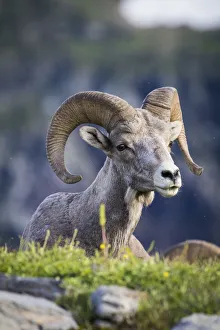 Bighorn sheep, Glacier National Park, Montana, USA Bighorn sheep, Glacier National Park, Montana, USA