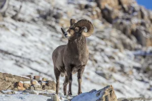 Bighorn sheep ram in ealry winter in Glacier National Park, Montana, USA Bighorn sheep ram in ealry winter in Glacier National Park, Montana, USA