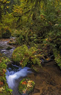 Bigtooth Maple leaves in autumn along Munson Creek near Tillamook, Oregon, USA Bigtooth Maple leaves in autumn along Munson Creek near Tillamook, Oregon, USA