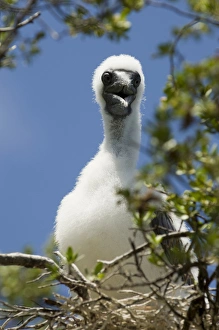 Bird Island, Tikehau, Tuamotu Archipelago, French Polynesia Bird Island, Tikehau, Tuamotu Archipelago, French Polynesia