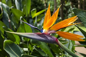 Bird of Paradise (Stelitzia reginae) in Na `Aina Kai Botanical Gardens & Sculpture Park Bird of Paradise (Stelitzia reginae) in Na `Aina Kai Botanical Gardens & Sculpture Park