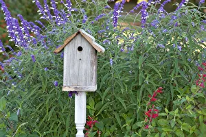 Birdhouse in garden with Mexican Bush Sage (Salvia leucantha) and Pineapple Sage Birdhouse in garden with Mexican Bush Sage (Salvia leucantha) and Pineapple Sage