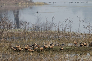 Birds. Keoladeo Ghana National Park. Unesco biosphere reserve. Rajasthan. India Birds. Keoladeo Ghana National Park. Unesco biosphere reserve. Rajasthan. India