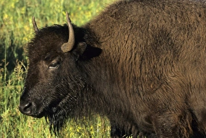 Bison Print - Custer State Park, South Dakota