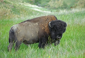 Bison (Bison bison) grazing in grassland, Theodore Roosevelt National Park, North Dakota Bison (Bison bison) grazing in grassland, Theodore Roosevelt National Park, North Dakota