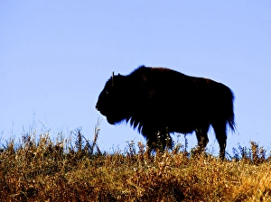 Bison bull in silhouette in Lamar Valley, Yellowstone National Park Bison bull in silhouette in Lamar Valley, Yellowstone National Park